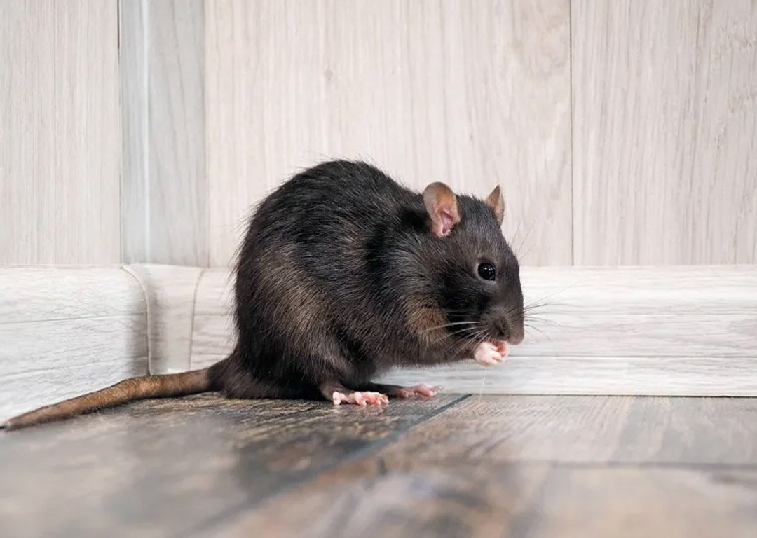 Rodent-Proofing Your Home Before Winter: 7 Expert Tips