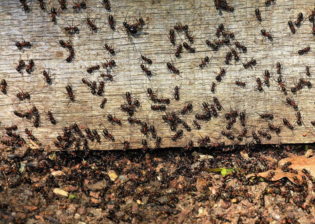 Fall Pest Invasion: Why Pests Love Your Warm Home