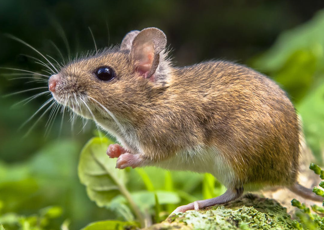 Seasonal Pest Control Guide: What to Watch for This Fall in Virginia