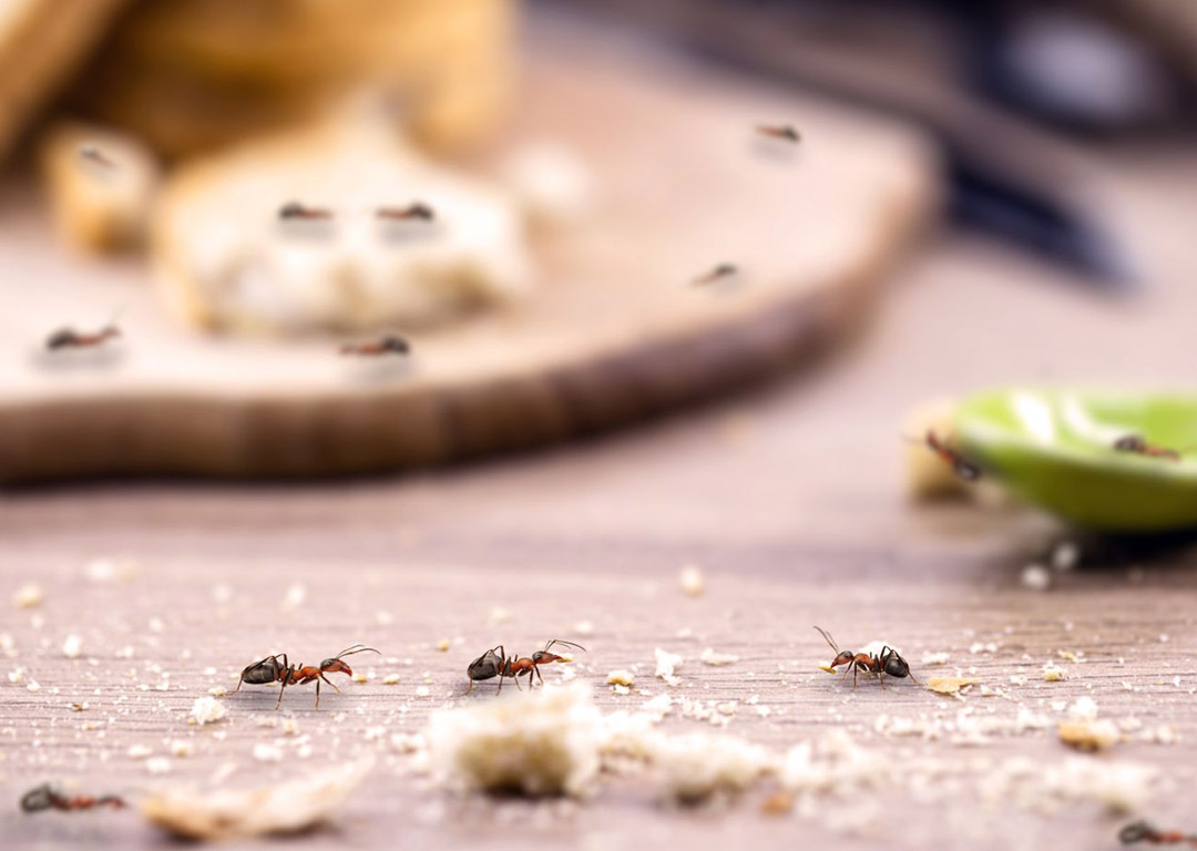 How to Know You Need Pest Control Services
