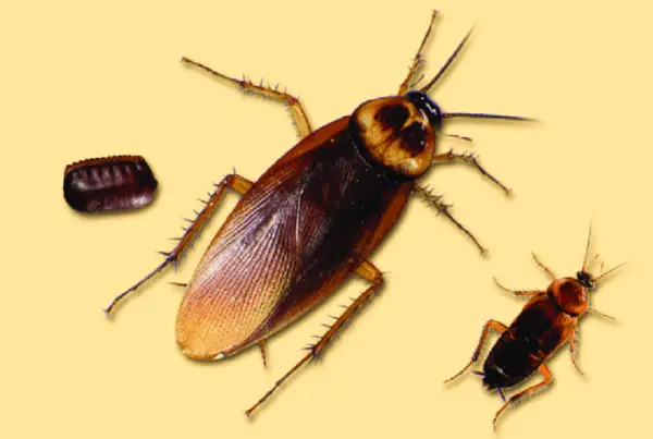 DIY or Call an Expert? When to Hire SanPro LLC 3 Close-up of a cockroach and its smaller nymph on a yellow background.