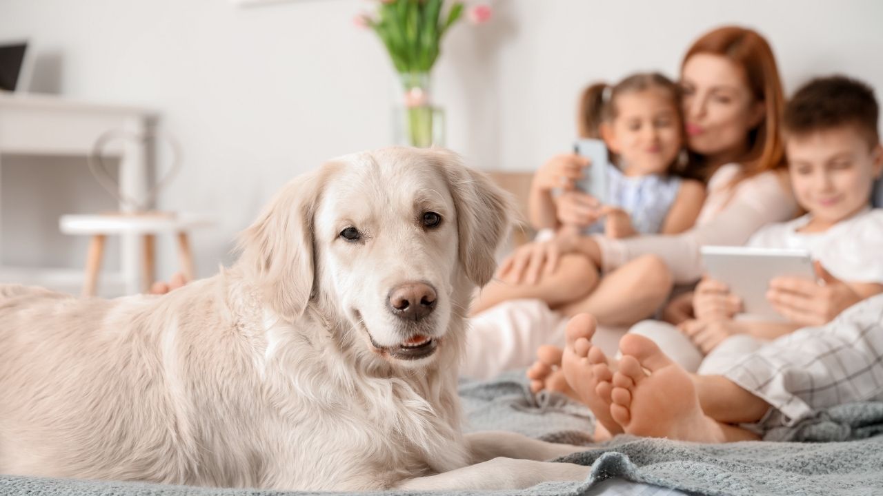 ROLE-OF-DOGS-AS-FAMILY-MEMBERS