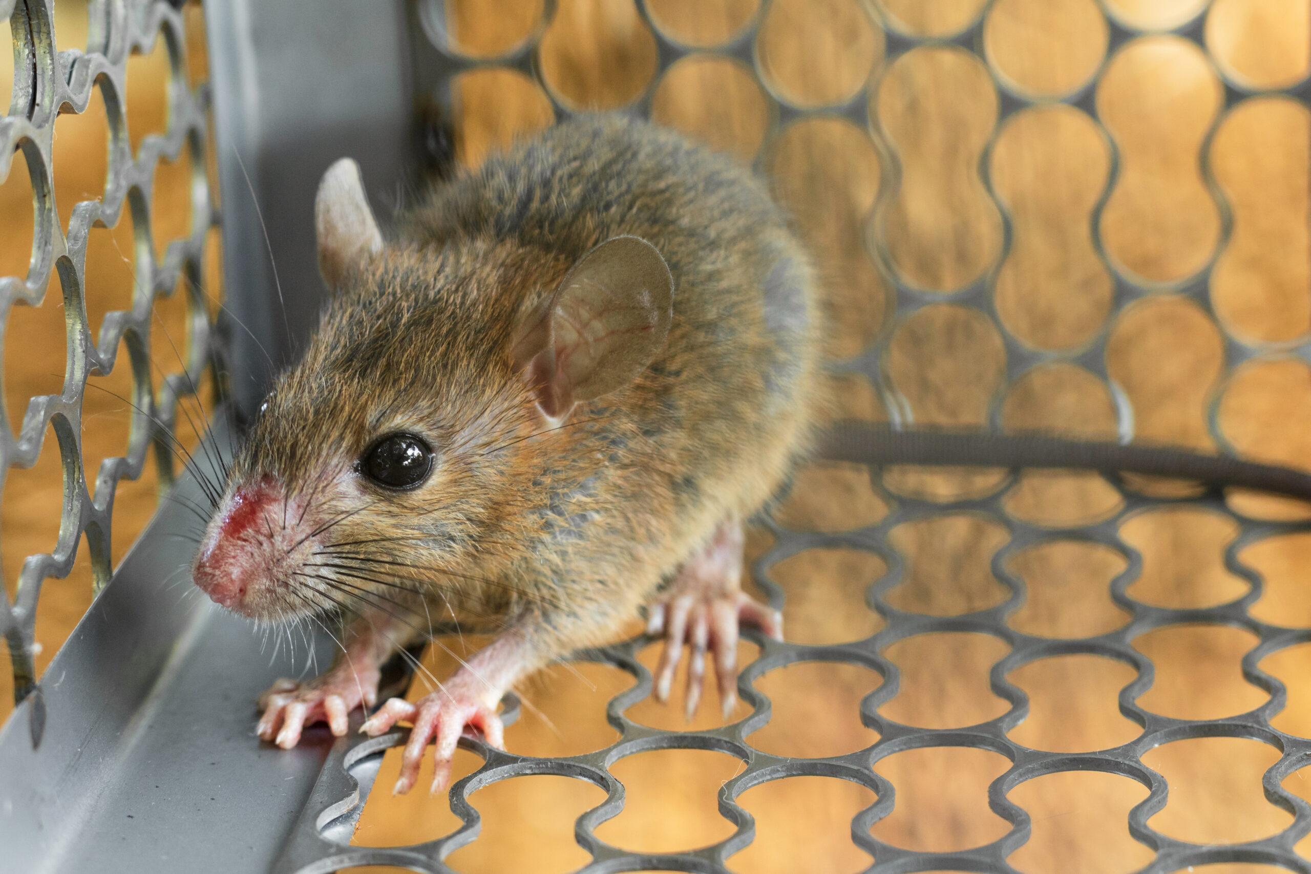 A small mouse inside a metal wire cage.