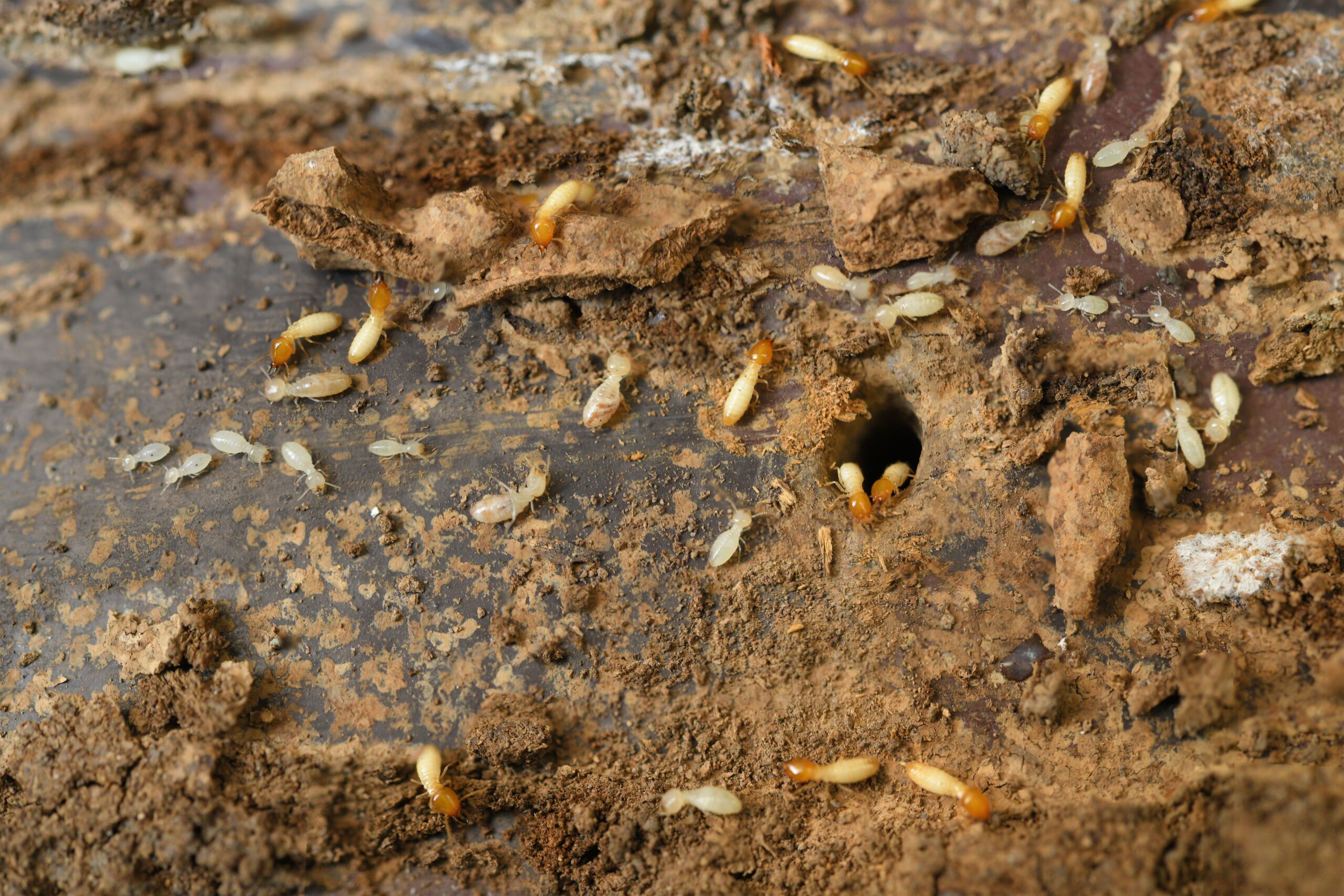 Termite Control Richmond VA
