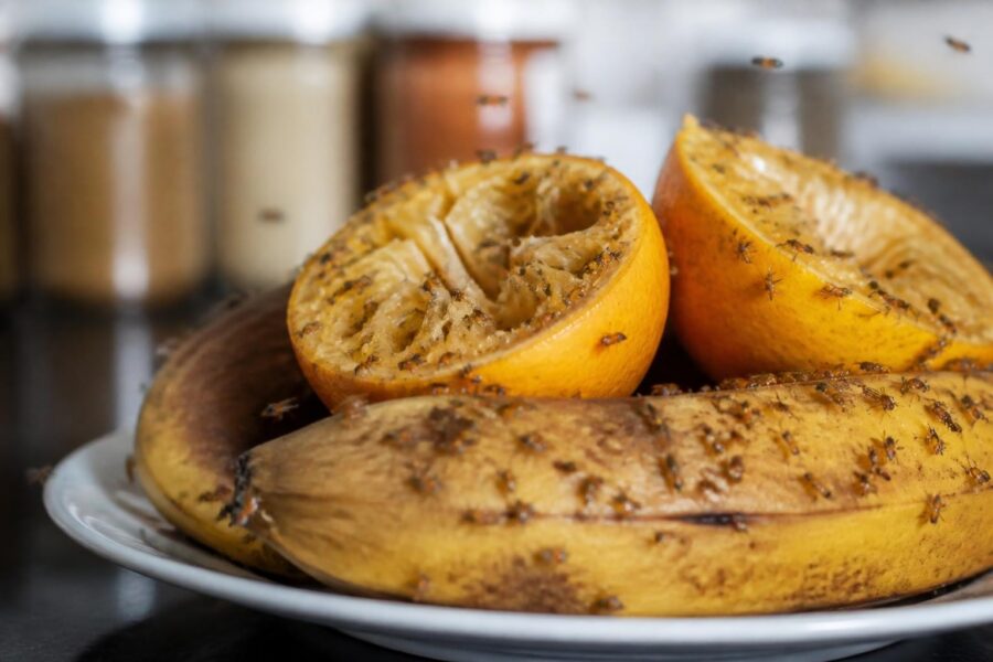 Fruit Fly Infestation Prevention and Control Guide
