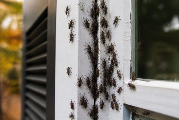 Elder Bugs: Complete Guide for Richmond VA Homeowners 6 Elder Bugs Complete Guide for Richmond VA Homeowners