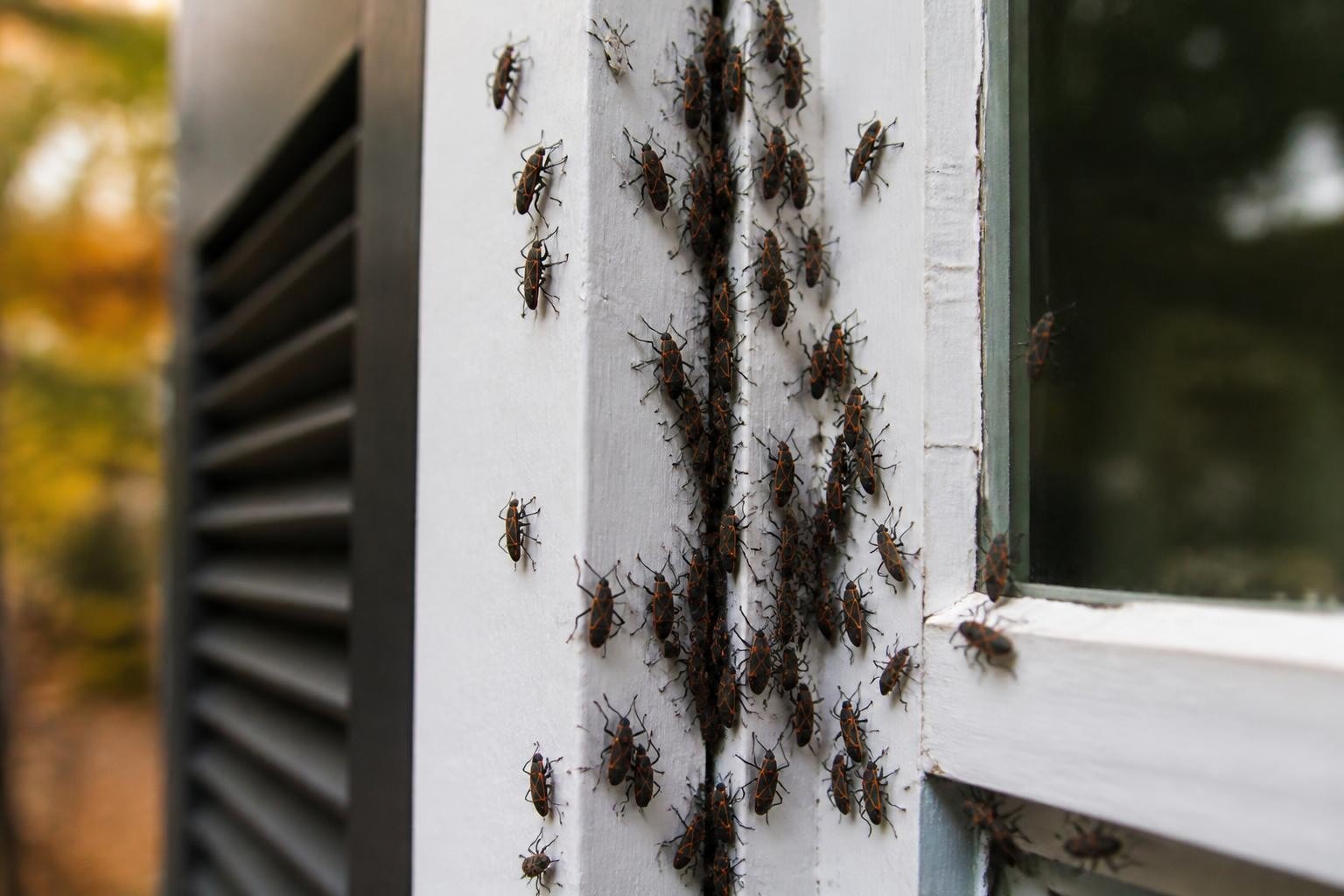 Elder Bugs Complete Guide for Richmond VA Homeowners