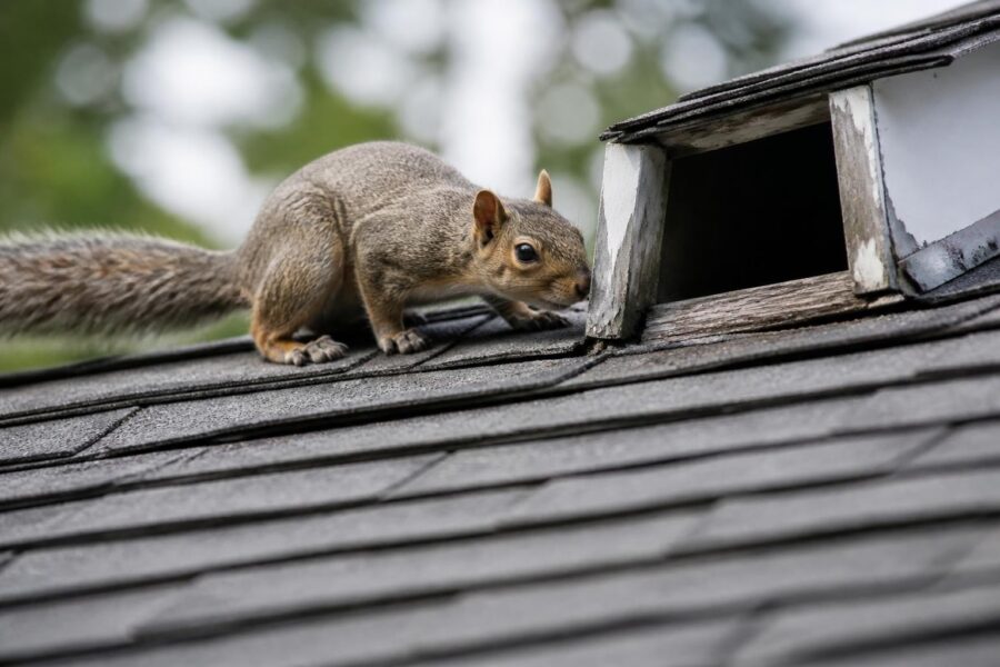 Squirrel investigating attic vent on shingled roof