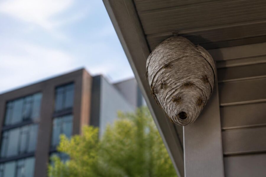 Large wasp nest hanging under building eaves
