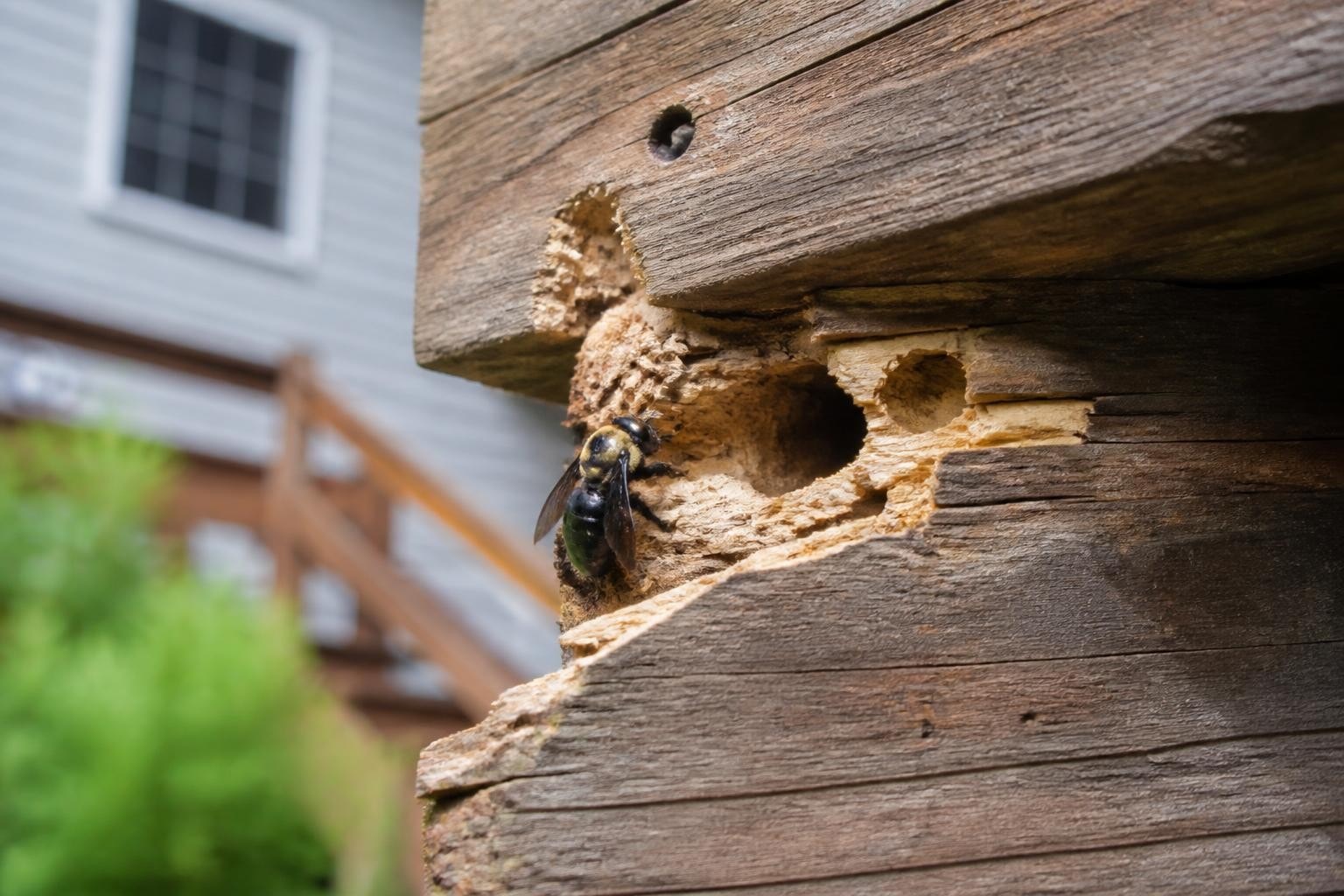 Carpenter Bee Treatment: Expert Guide for Richmond Homeowners