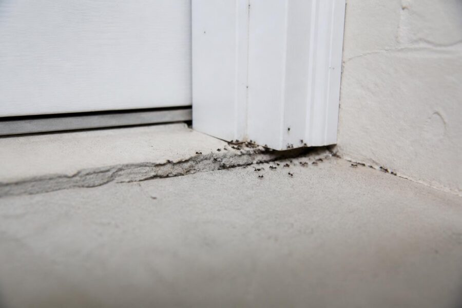Black Ants in House Expert Guide to Control Prevention
