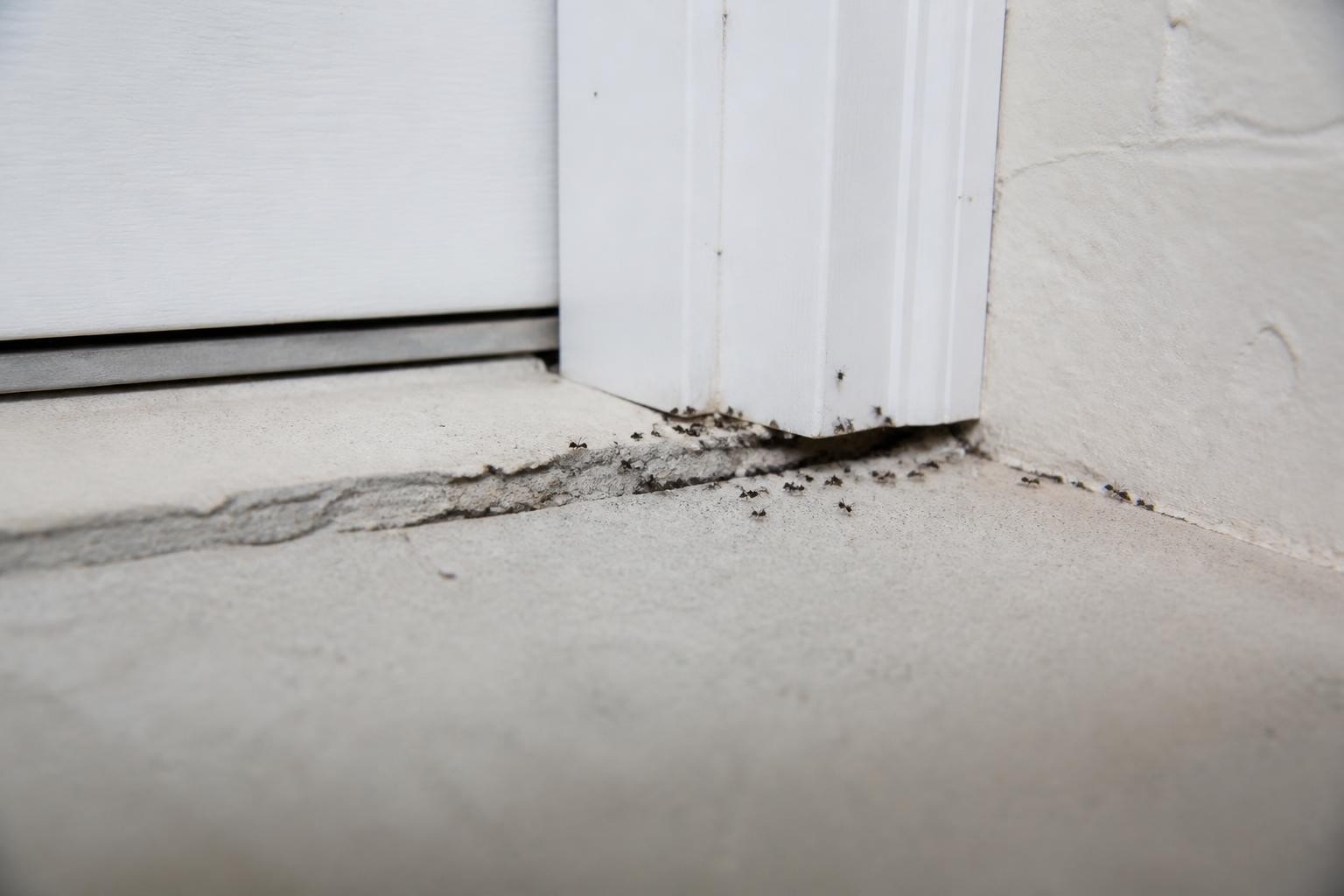 Black Ants in House: Expert Guide to Control & Prevention
