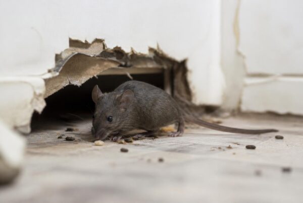 Mouse Infestation in House: Expert Richmond VA Guide 5 Mouse Infestation in House Expert Richmond VA Guide
