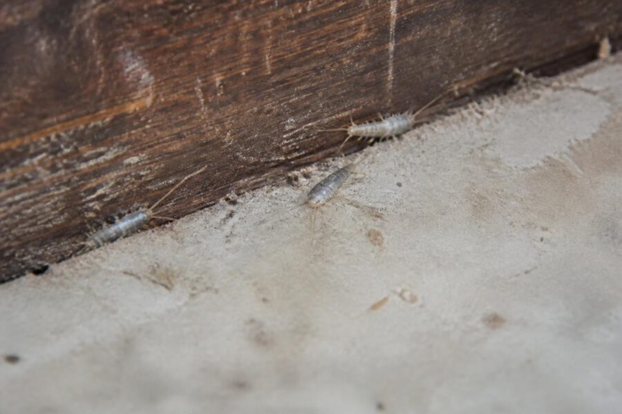 Silverfish in House Complete Guide to Detection Removal